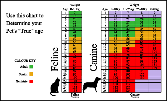 Byram Animal Hospital - Surveillance Screening